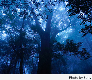 Photo by Sony